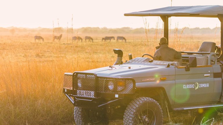 Game Drive at Ntemwa-Busanga Camp - A game drive from Ntemwa is a peacful and truly wild affair. Slowly moving across the vast open plains, stopping and scanning for movement, anticipating the view of a distant speciality species. Our game viewing vehicles are equipped with the highest-spec suspension (soft and smooth ride over the bumps!), whilst also having charging sockets and a fridge to keep those drinks ice-cold all day. With our camp being located over 10km from the nearest camp it means we often have sightings all to ourselves, from huge herds of sable and roan antelope to the resident pack of wild dogs and cheetah coalition who call the Southern treeline of Busanga home.