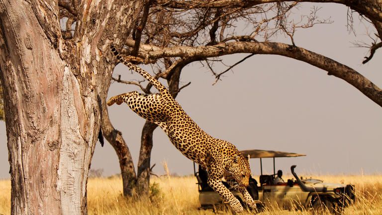 Leaping Leopard - Experience predator viewing at its best on the Shinde concession.