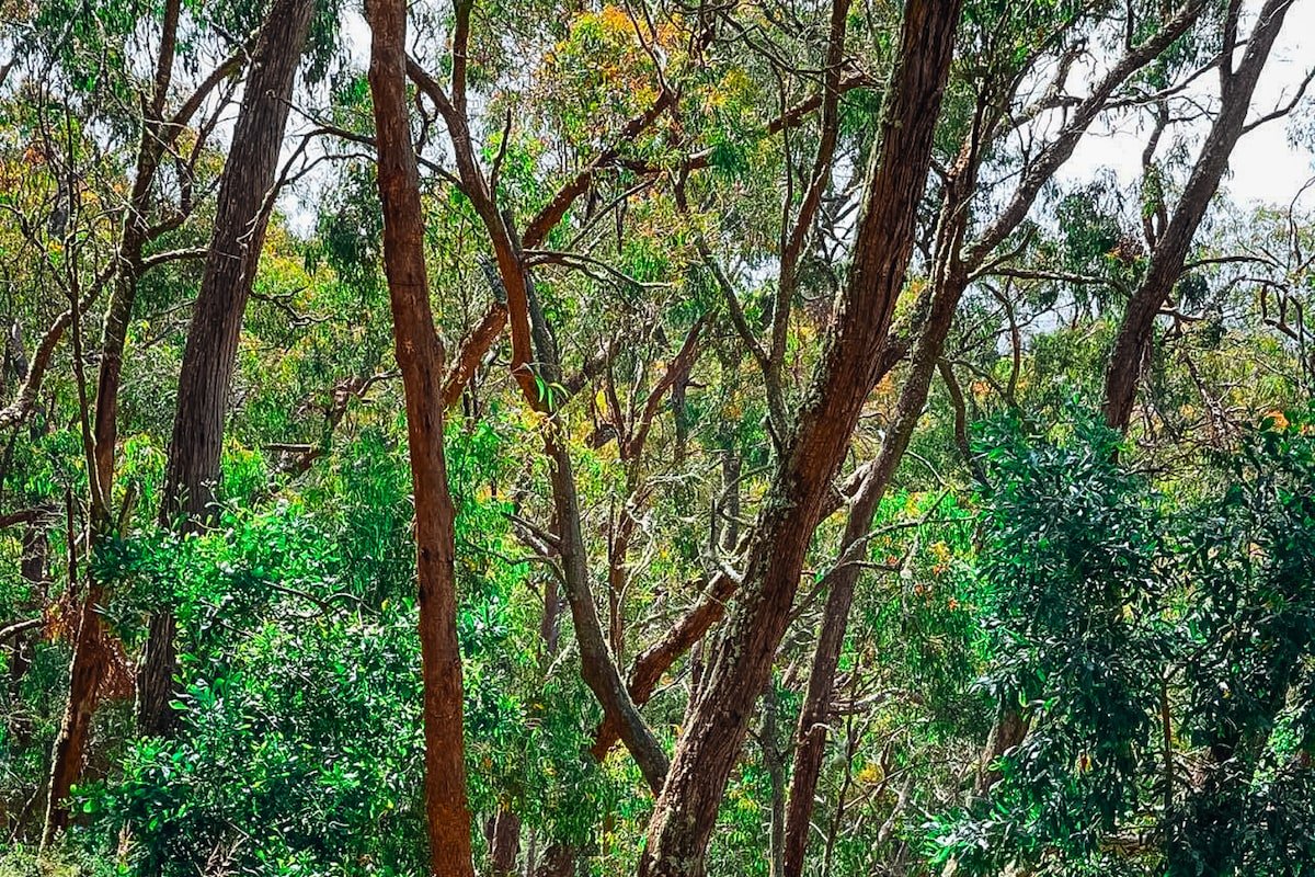 Tranquil bush cottage Otways – Aquila gallery image 4