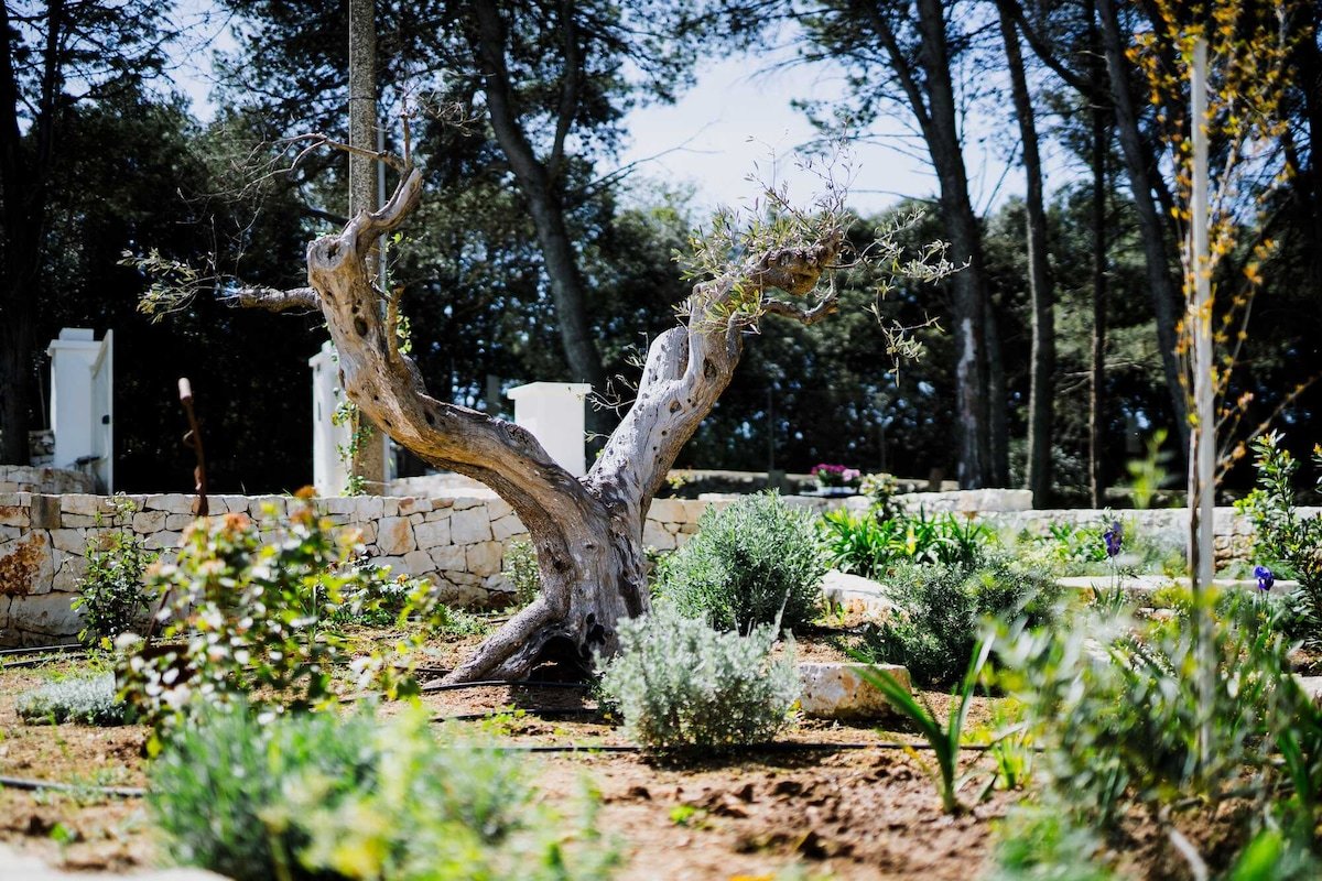 Trulli Pinacea gallery image 5