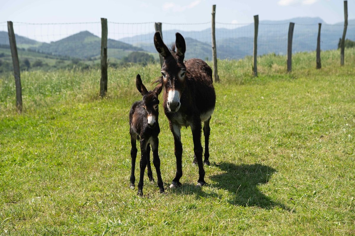Caserío tradicional vasco entero gallery image 3