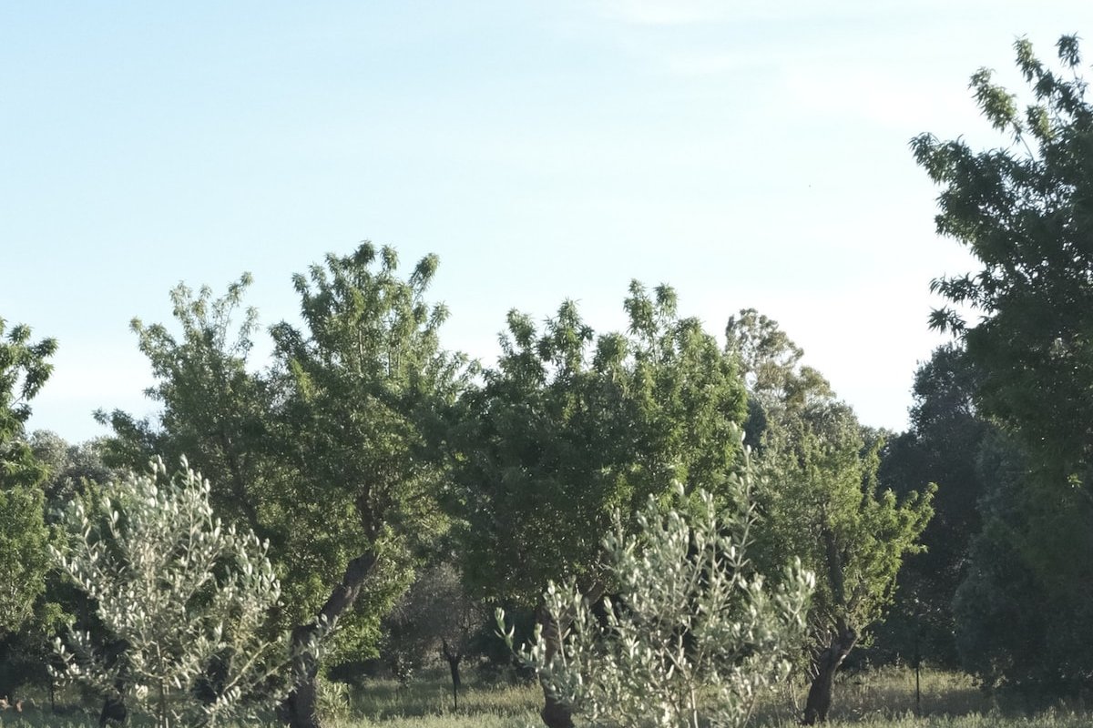 Masserina D’Aloia – Little treasure in nature gallery image 4