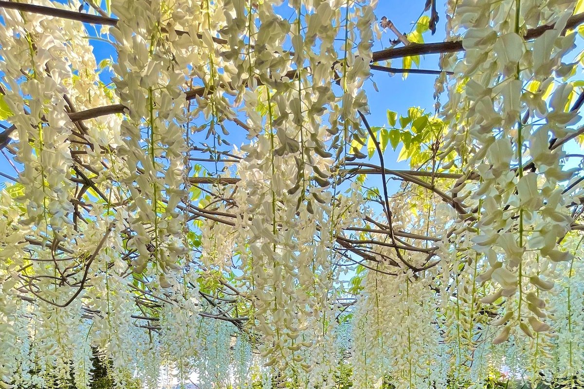 Milan City Luxe – Rooftop Gardens gallery image 4