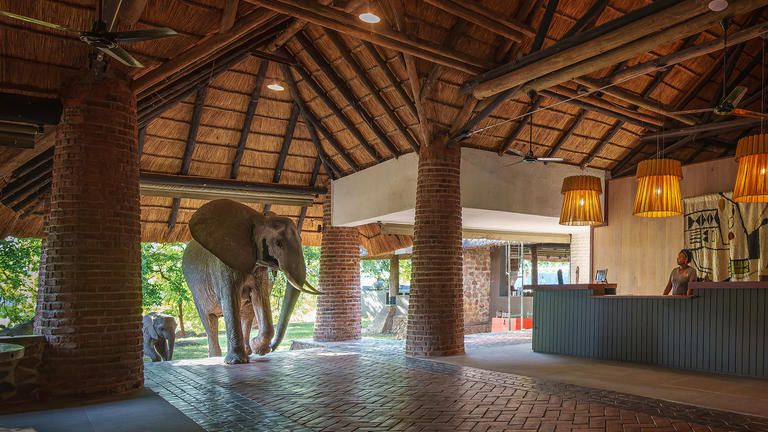 Elephant coming through Mfuwe Lodge reception - ele in reception