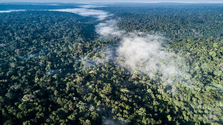 Ngaga Lodge - Kamba African Rainforest Experiences - Ngaga Lodge and the Ndzehi Forest