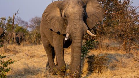 Elephant in Zambezi National Park - Elephant in Zambezi National Park