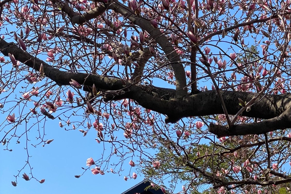 Prime 4BR Sleeps 13 Chef Kitchen 8 Blocks to Cubs gallery image 2