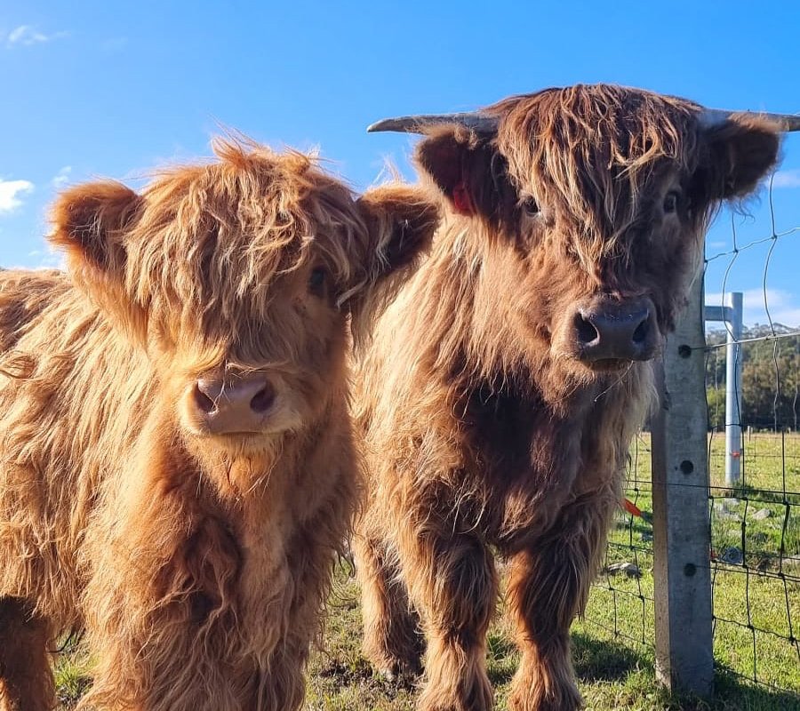Twin River Ranch – The Main House and The Flat gallery image 2