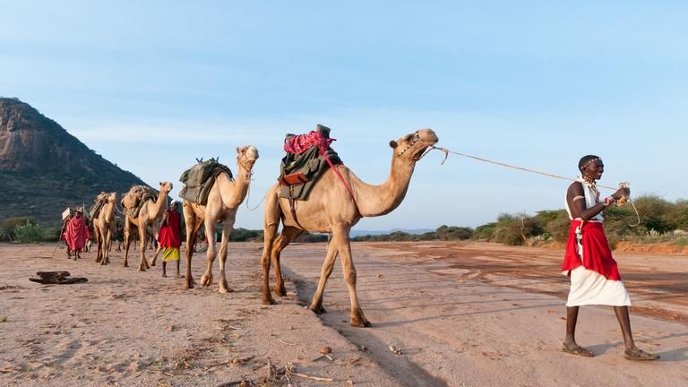 Camels