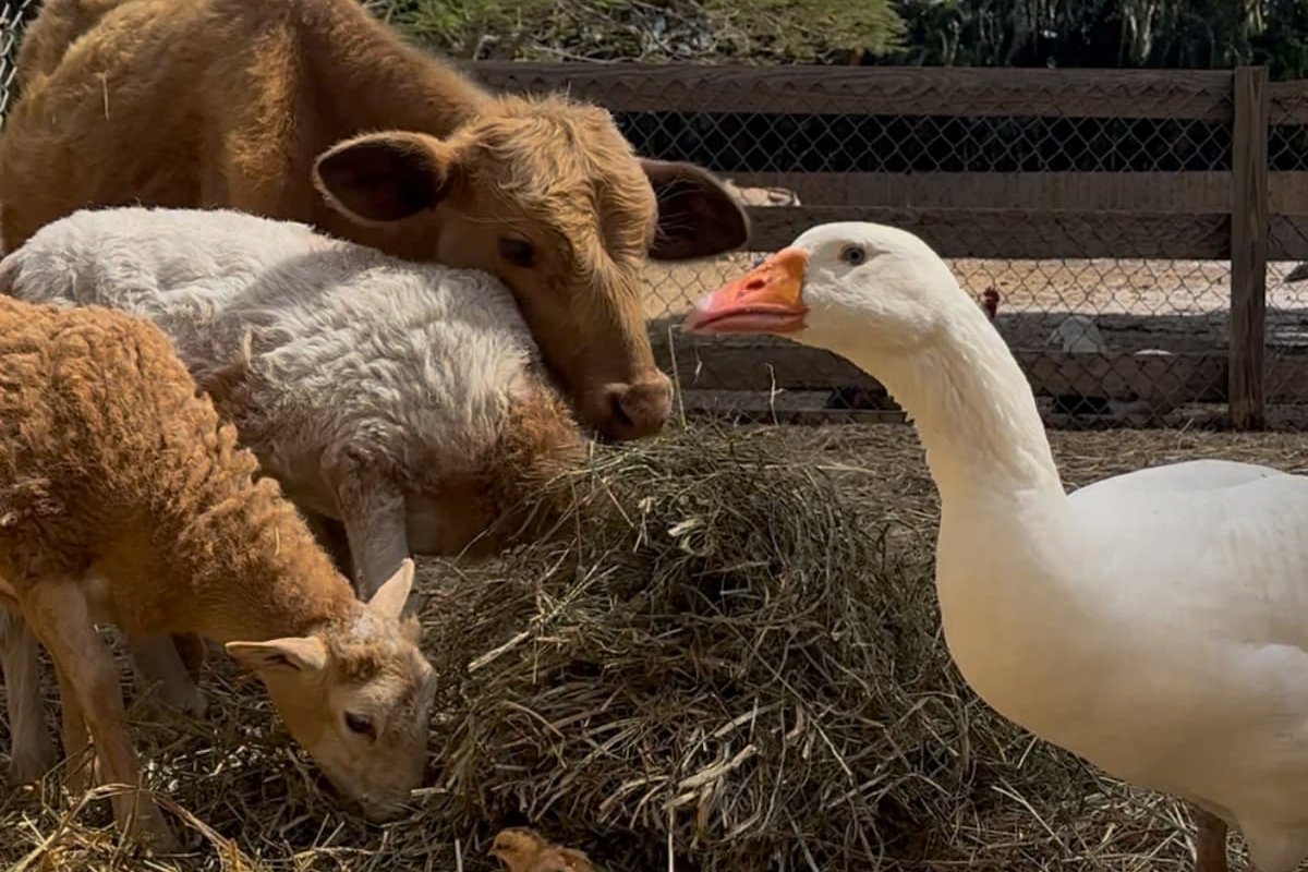 The Grateful Farmhouse gallery image 2