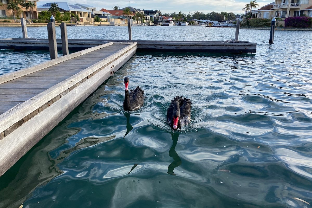 Luxury Canal home in Halls Head with private jetty gallery image 3