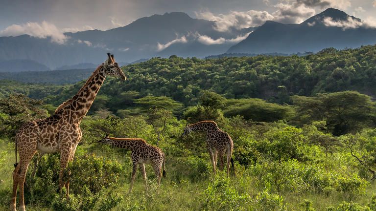 Giraffe Sightings from Hatari Lodge