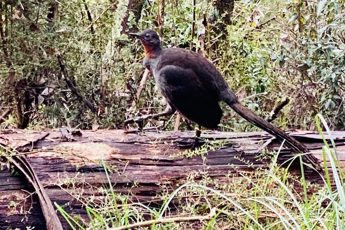 Sherbrooke Forest Retreat – Noonameena Home gallery image 3