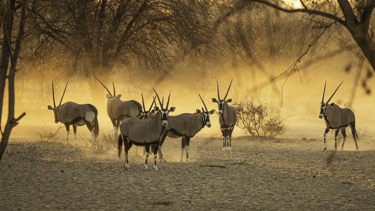 Wildlife