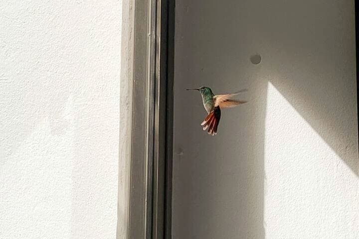 Next to Bosque de Chapultepec, exclusive. gallery image 5