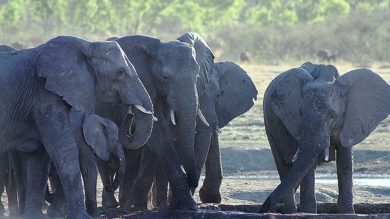 Elephants - Elephants at the Gwango Pan