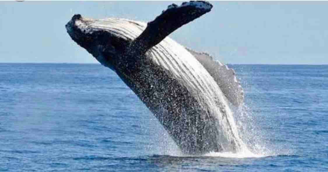 Ocean front 6000 sq House gallery image 2