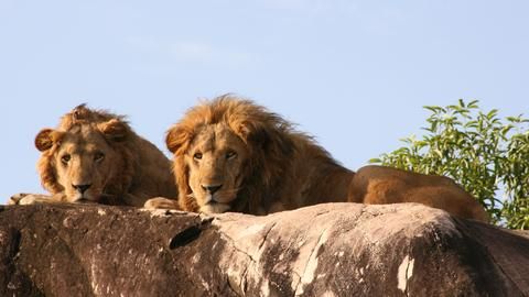 Lounging Lions - The many rocky outcrops are favorite rest spot for the Kidepo lions, providing vantage points for spotting prey, and making it easier to find them too!