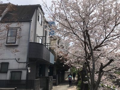 新宿＆渋谷&大久保近く!駅から5分。東京中心の私人别墅! 美しい桜と川(0ｍ)の眺め!専門会社の清掃