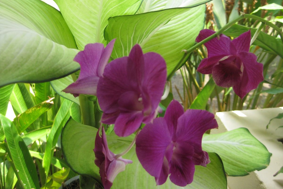 5 Bdrm Garden Home in Heart of Bangkok gallery image 5