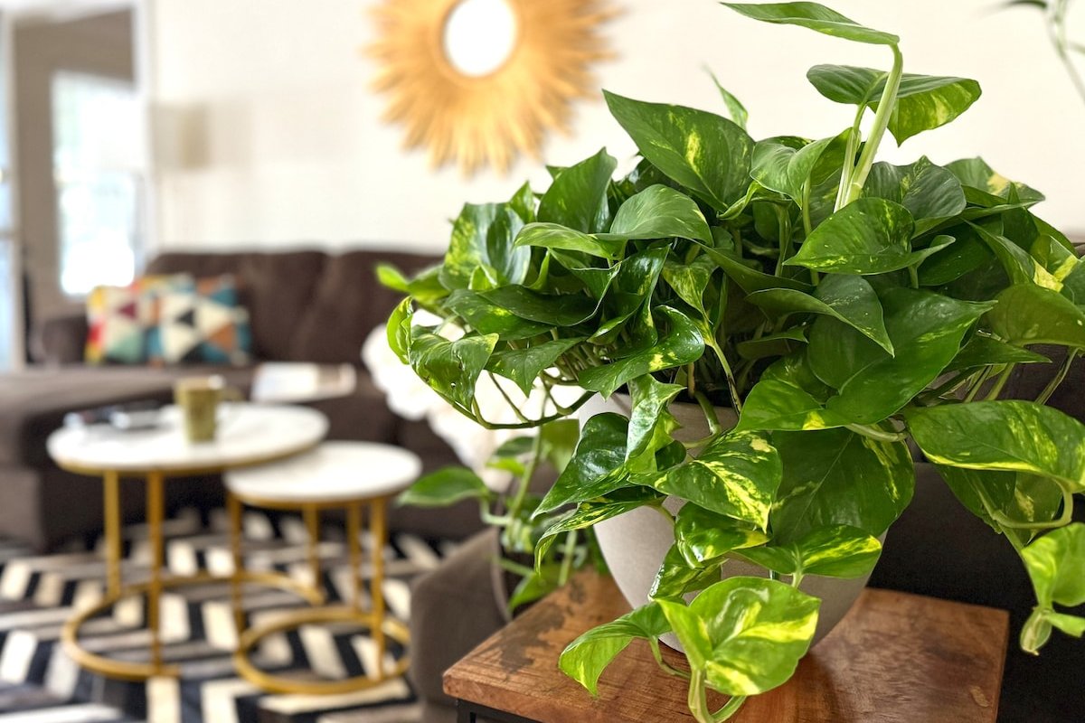 Family Holiday Home 1200 sqft () Walk to Rodeo Dr gallery image 3