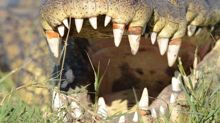 Croc - Croc