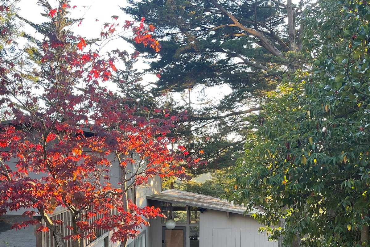 Dream Redwood Getaway: Hot Tub, Views, Hiking gallery image 4