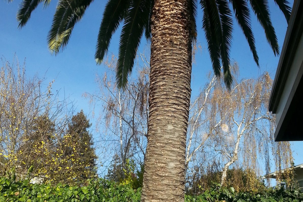 4 bedroom, 3 bathroom, huge, with palms and art gallery image 4