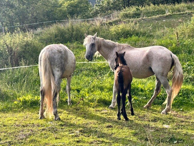 Mas Fogonella gallery image 5